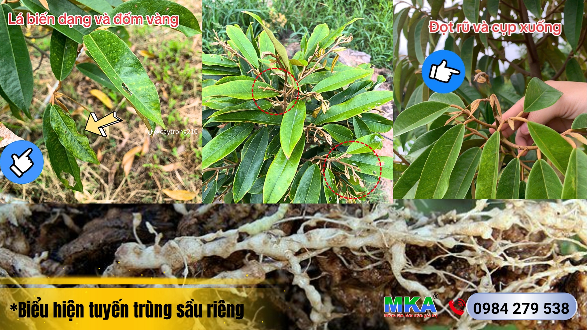 biểu hiện tuyến trùng rễ sầu riêng